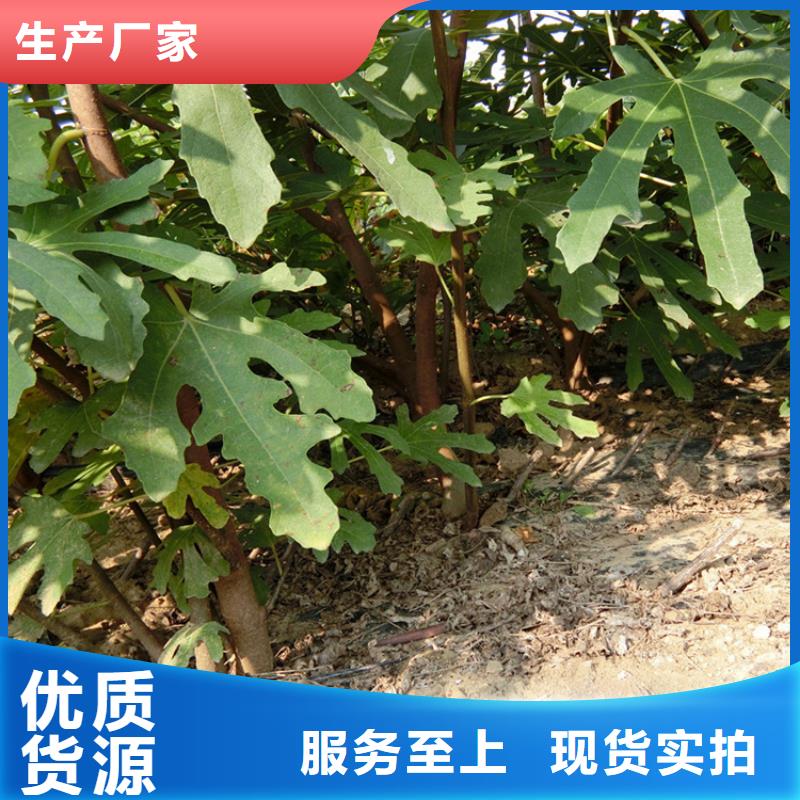 源頭廠家直供，無花果桃樹苗支持來圖定制，網絡銷售開啟新篇章